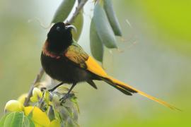 Nektarnik złocisty - Drepanorhynchus reichenowi - Golden-winged Sunbird