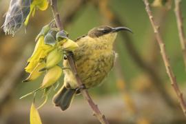 Nektarnik złocisty - Drepanorhynchus reichenowi - Golden-winged Sunbird