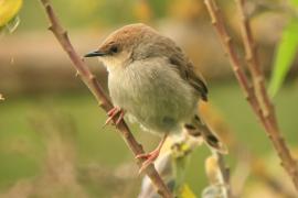 Chwastówka górska - Cisticola hunteri - Hunter's Cisticola