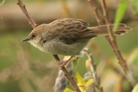 Chwastówka górska - Cisticola hunteri - Hunter's Cisticola