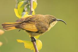 Nektarnik złocisty - Drepanorhynchus reichenowi - Golden-winged Sunbird