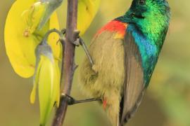 Nektarnik dwuwstęgi - Cinnyris mediocris - Eastern Double-collared Sunbird