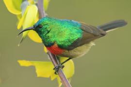 Nektarnik dwuwstęgi - Cinnyris mediocris - Eastern Double-collared Sunbird
