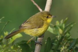 Zaganiacz górski - Iduna similis - Mountain Yellow Warbler