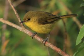 Zaganiacz górski - Iduna similis - Mountain Yellow Warbler
