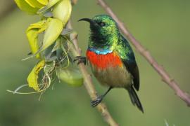 Nektarnik dwuwstęgi - Cinnyris mediocris - Eastern Double-collared Sunbird
