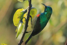 Nektarnik dwuwstęgi - Cinnyris mediocris - Eastern Double-collared Sunbird