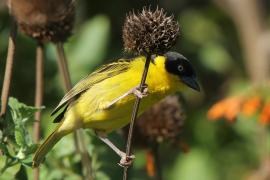 Wikłacz złotoczelny - Ploceus baglafecht - Baglafecht Weaver
