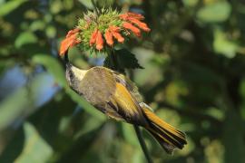 Nektarnik złocisty - Drepanorhynchus reichenowi - Golden-winged Sunbird