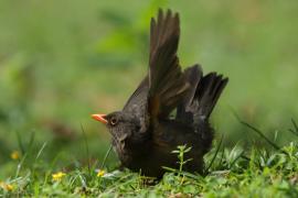 Drozd abisyński - Turdus abyssinicus - Ethiopian Thrush