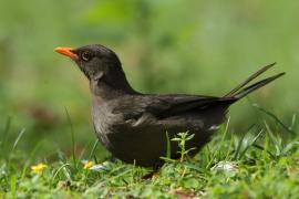 Drozd abisyński - Turdus abyssinicus - Ethiopian Thrush