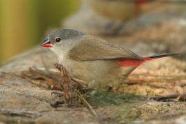 Astryld siwogłowy - Coccopygia melanotis - Swee Waxbill