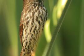 Brunatniczka - Amblyospiza albifrons - Grosbeak Weaver
