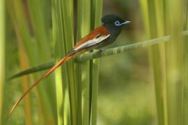 Muchodławka wspaniała - Terpsiphone viridis - African Paradise-flycatcher