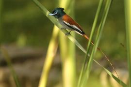 Muchodławka wspaniała - Terpsiphone viridis - African Paradise-flycatcher