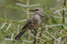 Mucharka szara - Bradornis microrhynchus - African Grey Flycatcher