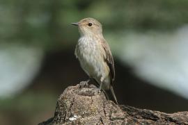 Muchołówka szara - Muscicapa striata - Spotted Flycatcher
