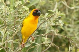 Wikłacz akacjowy - Ploceus vitellinus - Vitelline Masked-Weaver