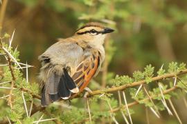 Czagra brązowołbista - Tchagra australis - Brown-crowned Tchagra