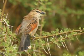 Czagra brązowołbista - Tchagra australis - Brown-crowned Tchagra