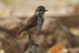 Palmodrozd plamisty - Cichladusa guttata - Spotted Palm Thrush