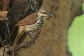 Palmodrozd plamisty - Cichladusa guttata - Spotted Palm Thrush