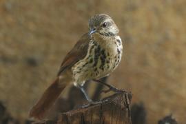 Palmodrozd plamisty - Cichladusa guttata - Spotted Palm Thrush