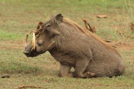 Bąkojad czerwonodzioby - Buphagus erythrorhynchus - Red-billed Oxpecker