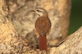 Palmodrozd plamisty - Cichladusa guttata - Spotted Palm Thrush
