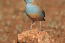 Motylik błękitnogłowy - Uraeginthus cyanocephalus - Blue-capped Cordon-bleu