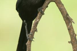 Dzierzba srokata - Lanius melanoleucus - Magpie Shrike