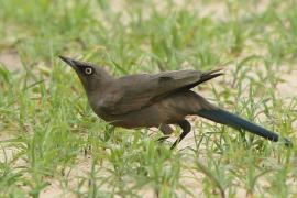 Błyszczak jednobarwny - Lamprotornis unicolor - Ashy Starling