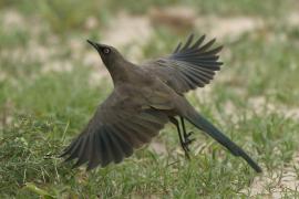 Błyszczak jednobarwny - Lamprotornis unicolor - Ashy Starling