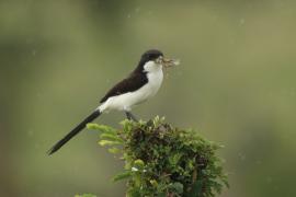 Dzierzba sawannowa - Lanius cabanisi - Long-tailed Fiscal