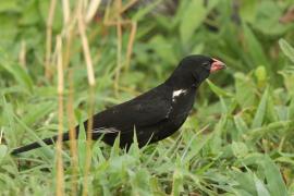 Bawolik czerwonodzioby - Bubalornis niger - Red-billed Buffalo Weaver