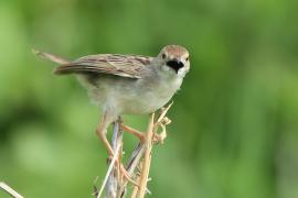 Chwastówka równikowa - Cisticola marginatus - Winding Cisticola