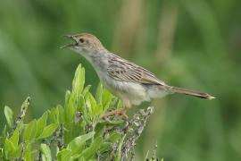Chwastówka równikowa - Cisticola marginatus - Winding Cisticola
