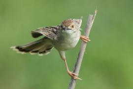 Chwastówka równikowa - Cisticola marginatus - Winding Cisticola
