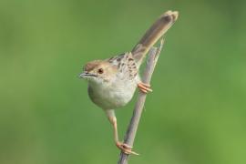 Chwastówka równikowa - Cisticola marginatus - Winding Cisticola