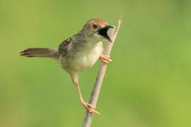 Chwastówka równikowa - Cisticola marginatus - Winding Cisticola