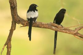 Dzierzba srokata - Lanius melanoleucus - Magpie Shrike