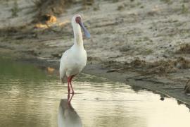 Warzęcha czerwonolica - Platalea alba - African Spoonbill