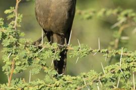 Błyszczak jednobarwny - Lamprotornis unicolor - Ashy Starling