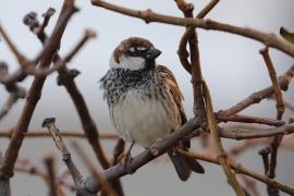 Wróbel śródziemnomorski - Passer hispaniolensis - Spanish Sparrow