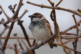 Wróbel śródziemnomorski - Passer hispaniolensis - Spanish Sparrow