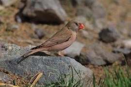 Gilak pustynny - Bucanetes githagineus - Trumpeter Finch