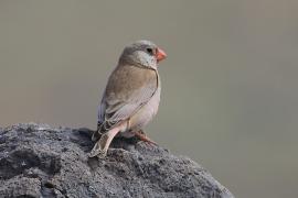 Gilak pustynny - Bucanetes githagineus - Trumpeter Finch