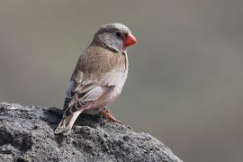 Gilak pustynny - Bucanetes githagineus - Trumpeter Finch