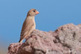 Gilak pustynny - Bucanetes githagineus - Trumpeter Finch