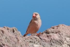 Gilak pustynny - Bucanetes githagineus - Trumpeter Finch
